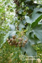 Sorbus torminalis