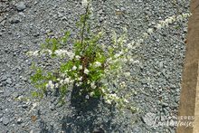 Spiraea arguta