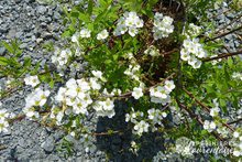 Spiraea arguta