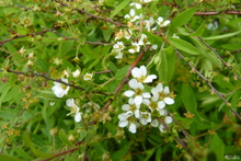 Spiraea arguta