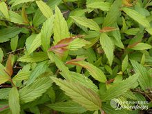 Spiraea japonica 'Anthony Waterer'