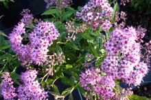 Spiraea japonica 'Anthony Waterer'