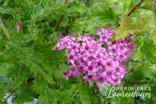 Spiraea japonica 'Crispa'