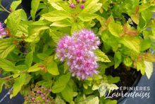 Spiraea japonica 'Golden Princess'