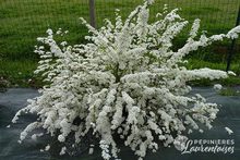 Spiraea thunbergii