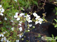 Spiraea thunbergii