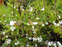 Spiraea thunbergii