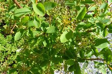 Spiraea x Vanhouttei