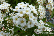 Spiraea x Vanhouttei