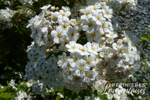 Spiraea x Vanhouttei