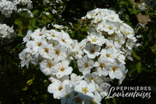 Spiraea x Vanhouttei