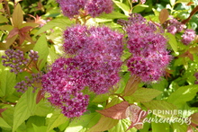 Spirée japonica 'Goldflame'