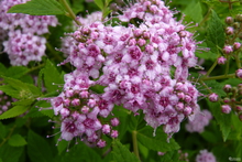 Spirée japonica 'Little Princess'