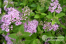 Spirée japonica 'Little Princess'