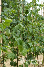 Tilia cordata