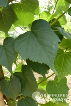 Tilia cordata