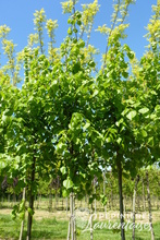 Tilia europaea 'Pallida'