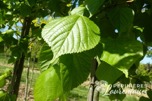 Tilia europaea 'Pallida'