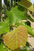 Tilia henryana