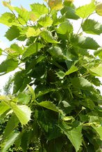 Tilia henryana