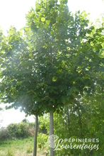 Tilia platyphyllos