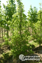 Tilia platyphyllos 'Laciniata'