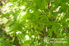 Tilia platyphyllos 'Laciniata'