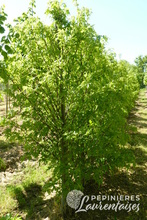 Tilia platyphyllos 'Laciniata'