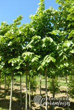 Tilia tomentosa