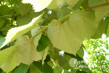 Tilia tomentosa