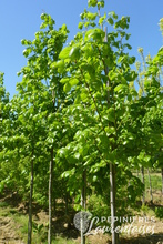 Tilia x euchlora