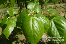 Tilia x euchlora