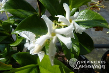 Trachelospermum jasminoides