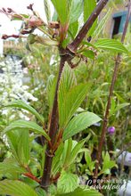 Viburnum bodnantense 'Dawn'