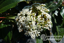 Viburnum davidii 'Angustifolia'