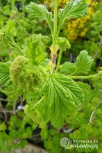 Viburnum opulus 'Roseum'