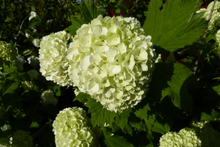 Viburnum opulus roseum