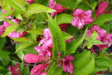 Weigelia 'Bristol Ruby'