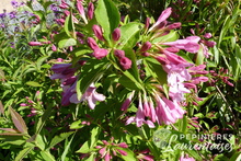 Weigelia 'Stelzneri'