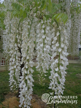 Wisteria floribunda 'Alba'