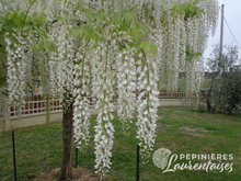 Wisteria floribunda 'Alba'