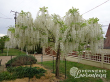 Wisteria floribunda 'Alba'