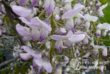 Wisteria floribunda 'Rosea'