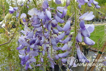 Wisteria sinensis 'Prolific'