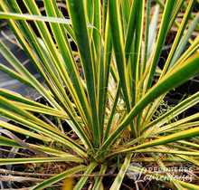 Yucca filamentosa 'Bright Edge'