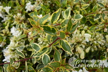 Abelia Daydream .JPG