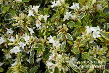 Abelia Daydream.JPG