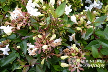 Abelia Sherwood.JPG