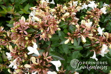 Abelia Sherwood.JPG