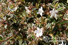 Abelia x grandiflora 'Confetti'® Conti